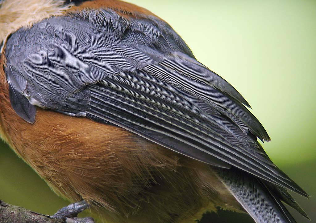 野鳥の羽根 ヤマゲラの羽根飾ってくれたら嬉しいです^_^ - 和洋裁材料