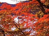5162.gif