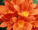 flower025 * 1250 x 1000 * (213KB)