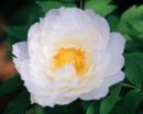 flower030 * 1250 x 1000 * (192KB)