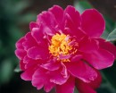 flower032 * 1250 x 1000 * (194KB)
