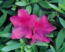 flower033 * 1250 x 1000 * (302KB)