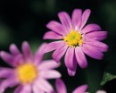 flower034 * 1250 x 1000 * (166KB)