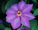 flower036 * 1250 x 1000 * (215KB)
