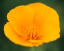 flower037 * 1250 x 1000 * (128KB)