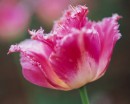 flower039 * 1250 x 1000 * (245KB)