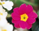 flower041 * 1250 x 1000 * (194KB)