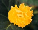 flower042 * 1250 x 1000 * (170KB)