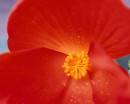 flower044 * 1250 x 1000 * (179KB)