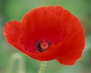 flower046 * 1250 x 1000 * (189KB)