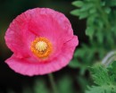 flower047 * 1250 x 1000 * (213KB)