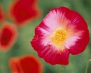 flower048 * 1250 x 1000 * (214KB)