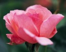 flower050 * 1250 x 1000 * (222KB)