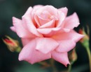 flower051 * 1250 x 1000 * (161KB)