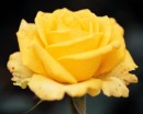 flower053 * 1250 x 1000 * (159KB)