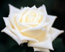 flower054 * 1250 x 1000 * (141KB)