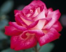 flower059 * 1250 x 1000 * (204KB)