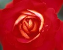 flower060 * 1250 x 1000 * (115KB)
