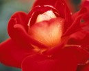 flower061 * 1250 x 1000 * (132KB)
