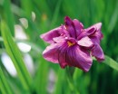 flower067 * 1250 x 1000 * (205KB)