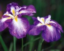 flower068 * 1250 x 1000 * (218KB)