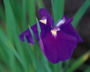 flower070 * 1250 x 1000 * (179KB)