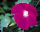 flower072 * 1250 x 1000 * (143KB)