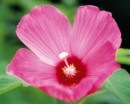 flower073 * 1250 x 1000 * (222KB)