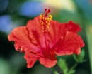 flower074 * 1250 x 1000 * (214KB)