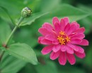 flower078 * 1250 x 1000 * (233KB)