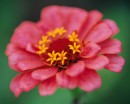 flower080 * 1250 x 1000 * (194KB)