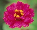 flower081 * 1250 x 1000 * (179KB)