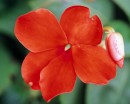 flower082 * 1250 x 1000 * (186KB)