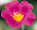 flower086 * 1250 x 1000 * (247KB)