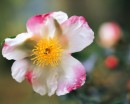 flower087 * 1250 x 1000 * (240KB)