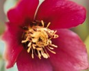 flower089 * 1250 x 1000 * (204KB)