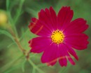 flower090 * 1250 x 1000 * (174KB)