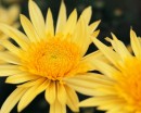 flower092 * 1250 x 1000 * (230KB)