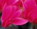flower094 * 1250 x 1000 * (152KB)